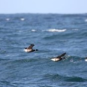 Brant